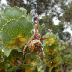 Unidentified Orb-weaving spider (several families) at Wellington East, SA - 27 Mar 2023 by Paul4K