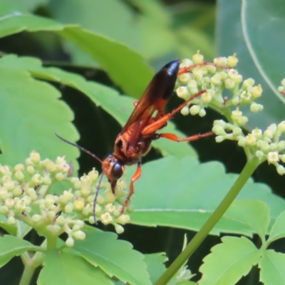 Unidentified Wasp (Hymenoptera, Apocrita) at Fitzroy Island, QLD - 31 Mar 2023 by MatthewFrawley