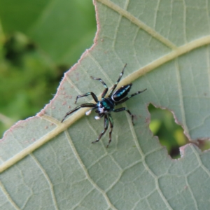 Cosmophasis sp. (genus) at Fitzroy Island, QLD - 31 Mar 2023 04:24 PM