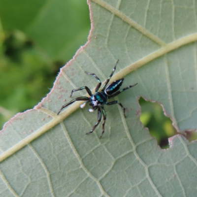 Unidentified Spider (Araneae) at Fitzroy Island, QLD - 31 Mar 2023 by MatthewFrawley