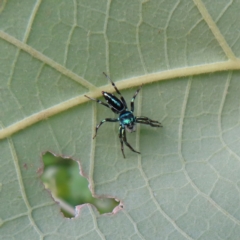 Cosmophasis sp. (genus) at Fitzroy Island, QLD - 31 Mar 2023 04:24 PM