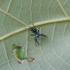 Cosmophasis sp. (genus) at Fitzroy Island, QLD - 31 Mar 2023 04:24 PM