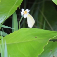 Eurema sp. (Genus) (Grass Yellow Butterflies) at Fitzroy Island, QLD - 31 Mar 2023 by MatthewFrawley