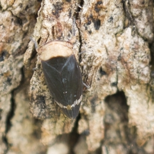 Eurymelessa moruyana at Harden, NSW - 27 Mar 2023