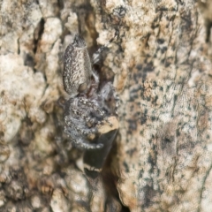 Eurymelessa moruyana at Harden, NSW - 27 Mar 2023 11:09 AM