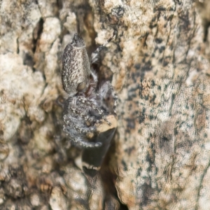 Eurymelessa moruyana at Harden, NSW - 27 Mar 2023