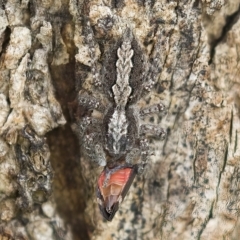 Eurymelessa moruyana at Harden, NSW - 27 Mar 2023 11:09 AM