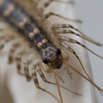 Scutigeridae (family) (A scutigerid centipede) at Illilanga & Baroona - 25 Mar 2020 by Illilanga