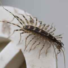 Scutigeridae (family) at Illilanga & Baroona - 25 Mar 2020