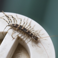 Scutigeridae (family) at Illilanga & Baroona - 25 Mar 2020