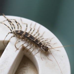 Scutigeridae (family) at Illilanga & Baroona - 25 Mar 2020