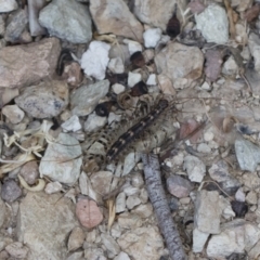 Scutigeridae (family) at Illilanga & Baroona - 25 Mar 2020