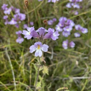 Euphrasia caudata at Cotter River, ACT - 6 Apr 2023 01:47 PM