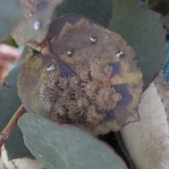 Cardiaspina sp. (genus) (Lace or Basket lerp) at Michelago, NSW - 28 Oct 2021 by Illilanga