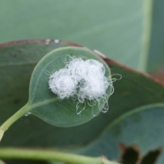 Glycaspis sp. (genus) (Unidentified sugary lerp) at Michelago, NSW - 25 Dec 2020 by Illilanga