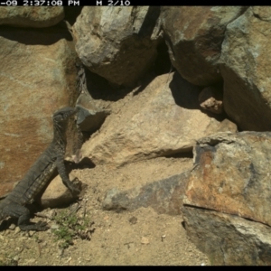 Varanus rosenbergi at Michelago, NSW - suppressed