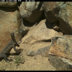 Varanus rosenbergi at Michelago, NSW - suppressed