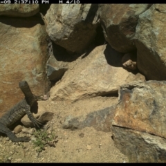 Varanus rosenbergi at Michelago, NSW - suppressed