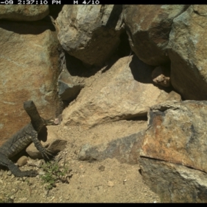 Varanus rosenbergi at Michelago, NSW - suppressed