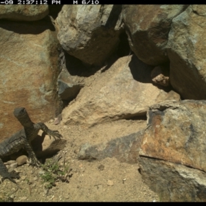 Varanus rosenbergi at Michelago, NSW - suppressed