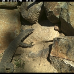 Varanus rosenbergi (Heath or Rosenberg's Monitor) at Illilanga & Baroona - 9 Nov 2021 by Illilanga