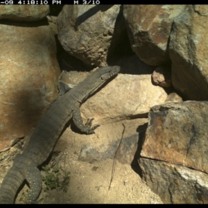 Varanus rosenbergi at Michelago, NSW - 9 Nov 2021