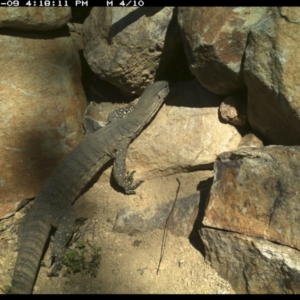 Varanus rosenbergi at Michelago, NSW - suppressed