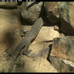 Varanus rosenbergi at Michelago, NSW - 9 Nov 2021