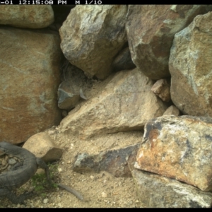 Varanus rosenbergi at Michelago, NSW - suppressed