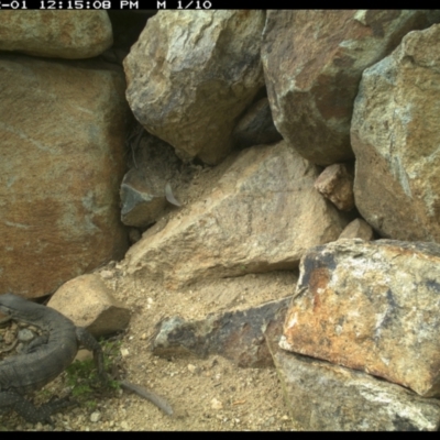 Varanus rosenbergi (Heath or Rosenberg's Monitor) at Michelago, NSW - 1 Dec 2021 by Illilanga