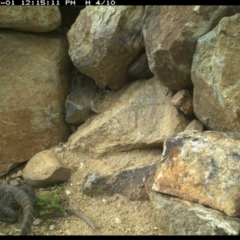 Varanus rosenbergi at Michelago, NSW - suppressed