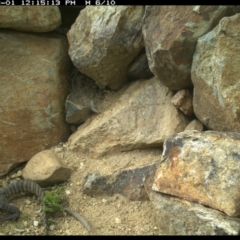 Varanus rosenbergi at Michelago, NSW - suppressed