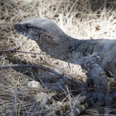 Varanus rosenbergi (Heath or Rosenberg's Monitor) at Illilanga & Baroona - 6 Feb 2023 by Illilanga