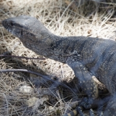 Varanus rosenbergi at Michelago, NSW - 6 Feb 2023