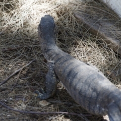 Varanus rosenbergi at Michelago, NSW - 6 Feb 2023