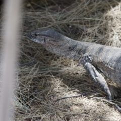 Varanus rosenbergi at Michelago, NSW - 6 Feb 2023