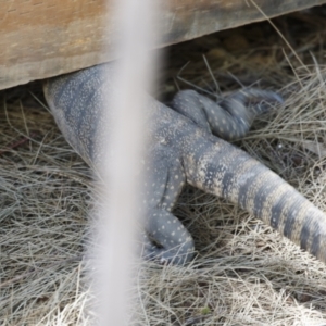 Varanus rosenbergi at Michelago, NSW - 6 Feb 2023