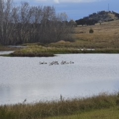 Pelecanus conspicillatus (Australian Pelican) at Michelago, NSW - 18 Apr 2022 by Illilanga