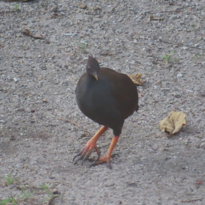 Megapodius reinwardt (Orange-footed Megapode) at Fitzroy Island, QLD - 31 Mar 2023 by MatthewFrawley