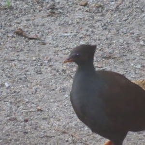 Megapodius reinwardt at Fitzroy Island, QLD - 31 Mar 2023 05:22 PM