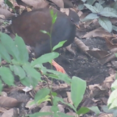 Megapodius reinwardt at Fitzroy Island, QLD - 31 Mar 2023