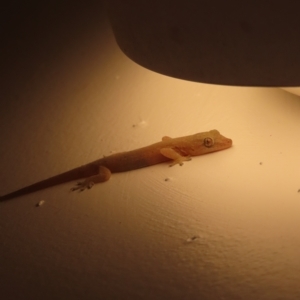 Hemidactylus frenatus at Fitzroy Island, QLD - 31 Mar 2023 07:47 PM