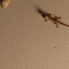 Hemidactylus frenatus at Fitzroy Island, QLD - 31 Mar 2023 07:47 PM
