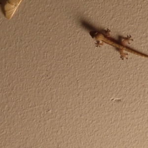 Hemidactylus frenatus at Fitzroy Island, QLD - 31 Mar 2023 07:47 PM