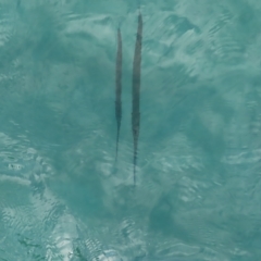 Fistularia commersonii at Fitzroy Island, QLD - 1 Apr 2023 by MatthewFrawley