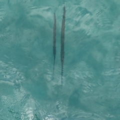 Unidentified Marine Fish Uncategorised at Fitzroy Island, QLD - 31 Mar 2023 by MatthewFrawley