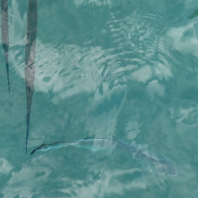 Unverified Marine Fish Uncategorised at Fitzroy Island, QLD - 1 Apr 2023 by MatthewFrawley