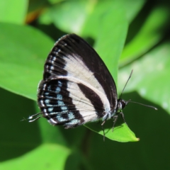 Nacaduba cyanea (Tailed Green–banded Blue) at Fitzroy Island, QLD - 1 Apr 2023 by MatthewFrawley