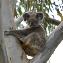 Phascolarctos cinereus (Koala) at Wellington Point, QLD - 6 Apr 2023 by TimL