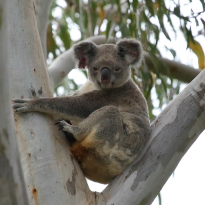 Phascolarctos cinereus (Koala) at Wellington Point, QLD - 6 Apr 2023 by TimL